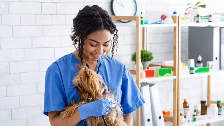 Mèo Mướp – Khỏi bệnh suy gan nhờ kịp thời